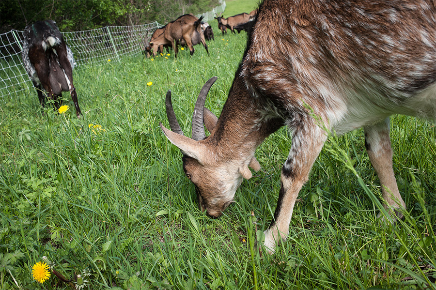 Chèvres dans les pâturages de la Vallée de la Drôme.