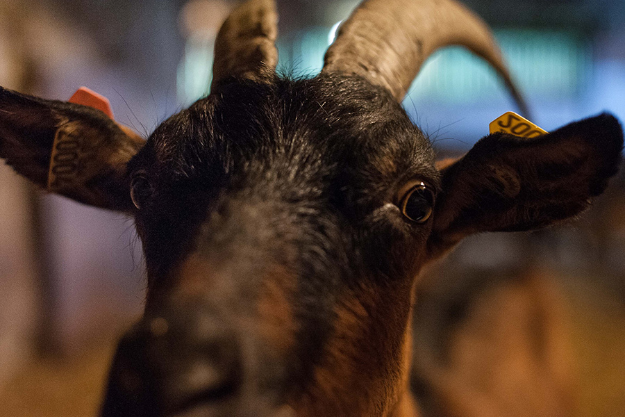 Chèvre dans un élevage caprin de la Vallée de la Drôme.