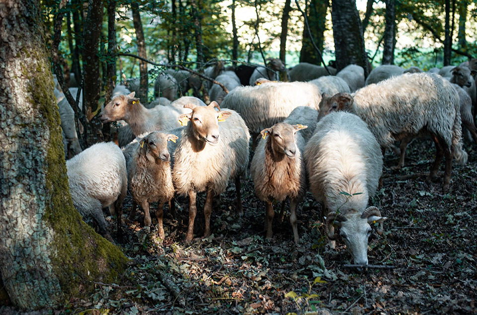 moutons dans la forêt