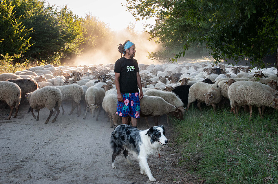 Pierre-Paul Grondin et ses moutons